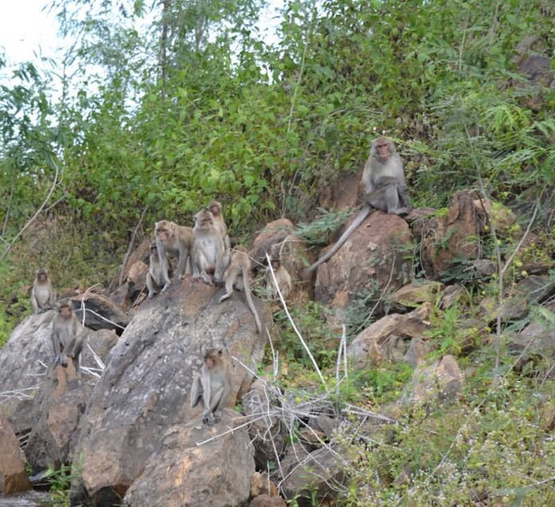 Kaeng Krachan Dam Monkeys