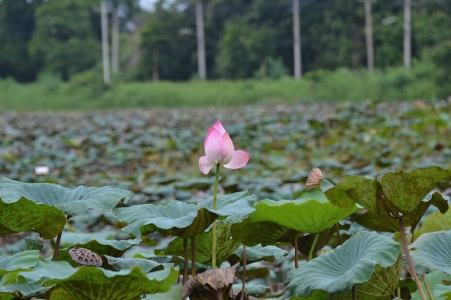 Kaeng Krachan Reservoir flower