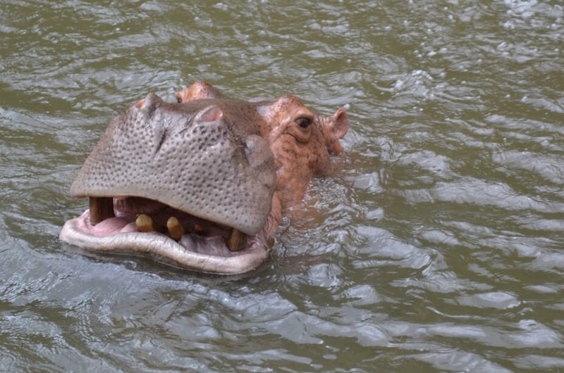 Khao Kheow Zoo 2