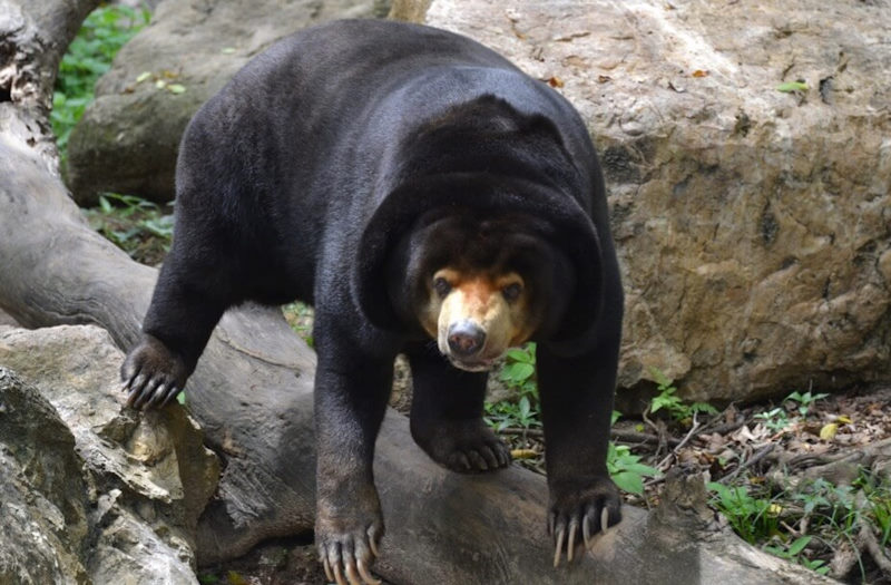 Khao Kheow Zoo 3